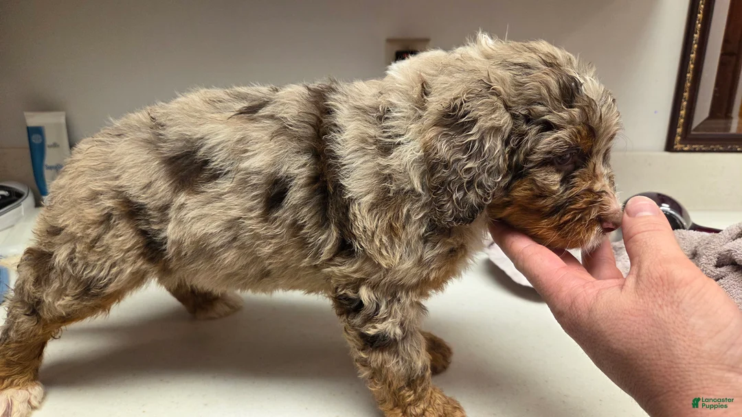 Bernedoodle dogs for sale: Bernedoodle Puppy 2 - Ad 5