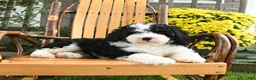 Mini Bernedoodle dogs for sale: Buster - Ad 5