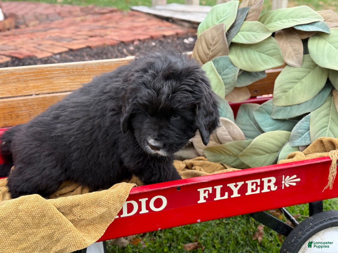 Mixed Breed dogs for sale: Willow - Ad 4