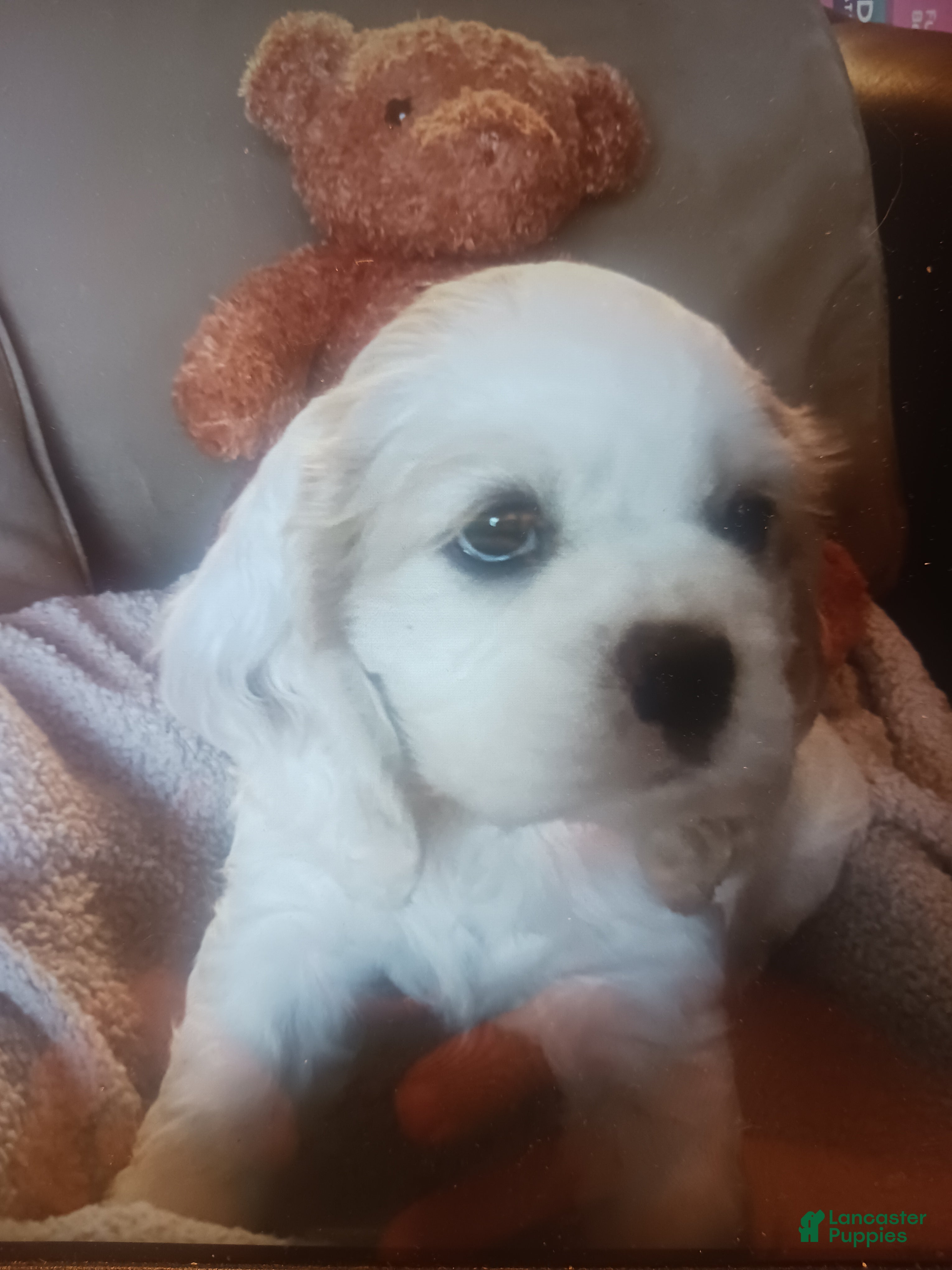 Cocker Spaniel dogs CLEO - Ad 12