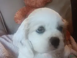 Cocker Spaniel dogs CLEO - Ad 12