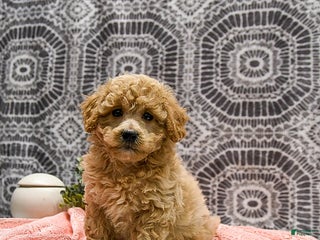 Mixed Breed dogs - Ad 3