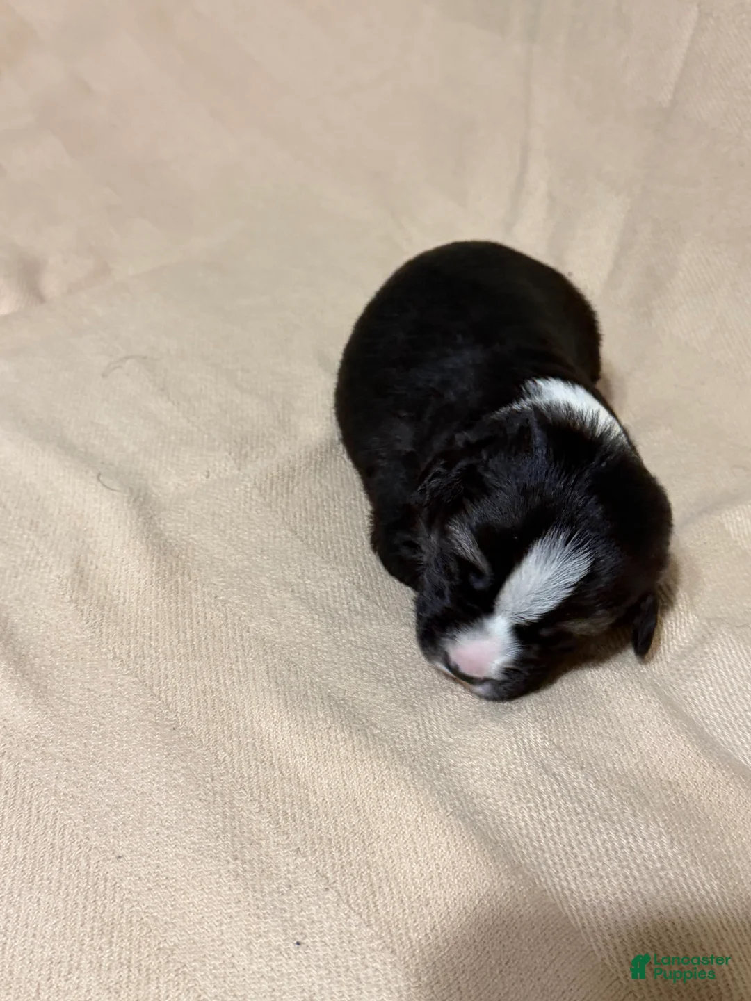 Mixed Breed dogs for sale: Benny  - Ad 2