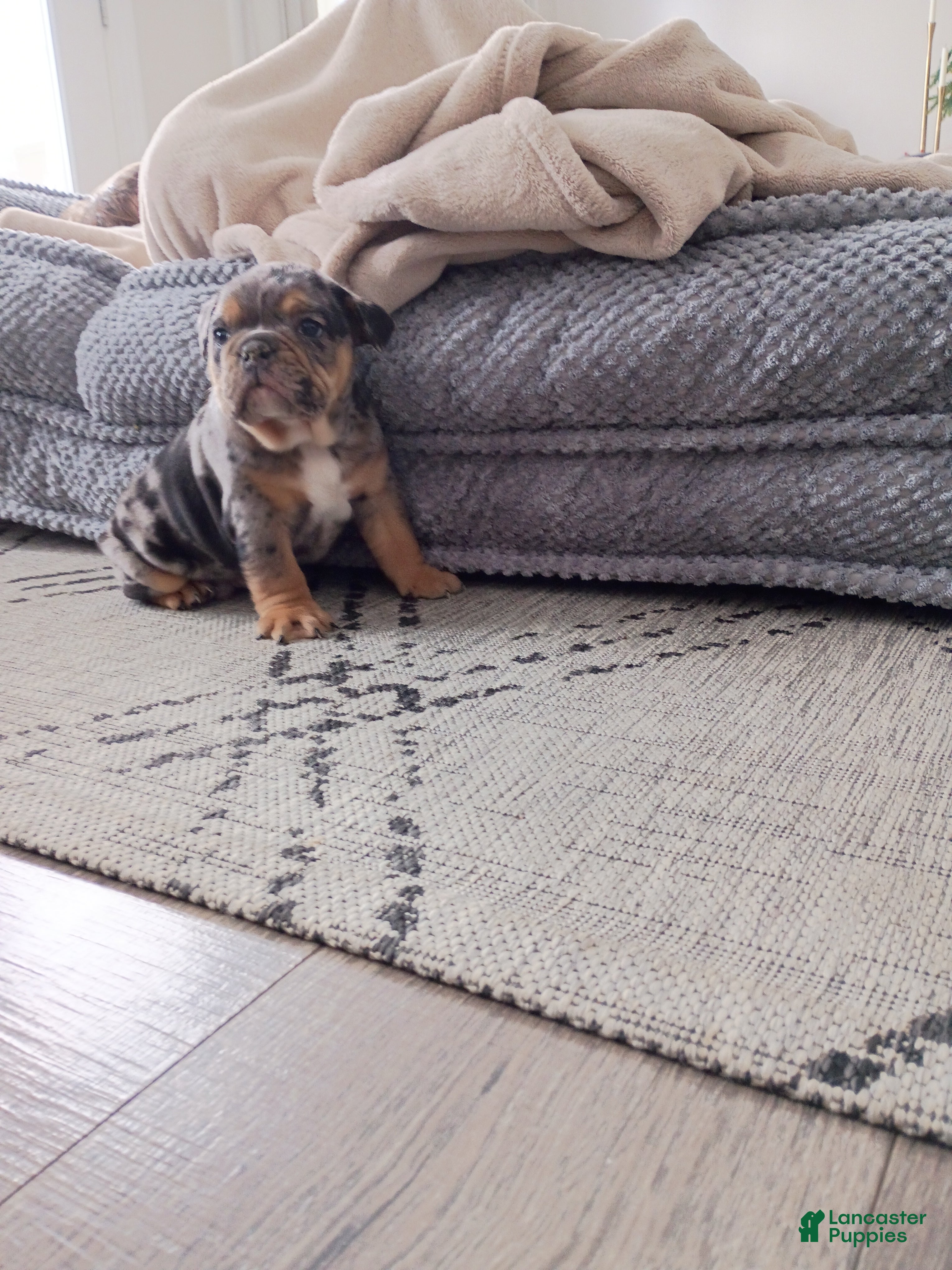 Olde English Bulldogge dogs Jackson - Ad 6