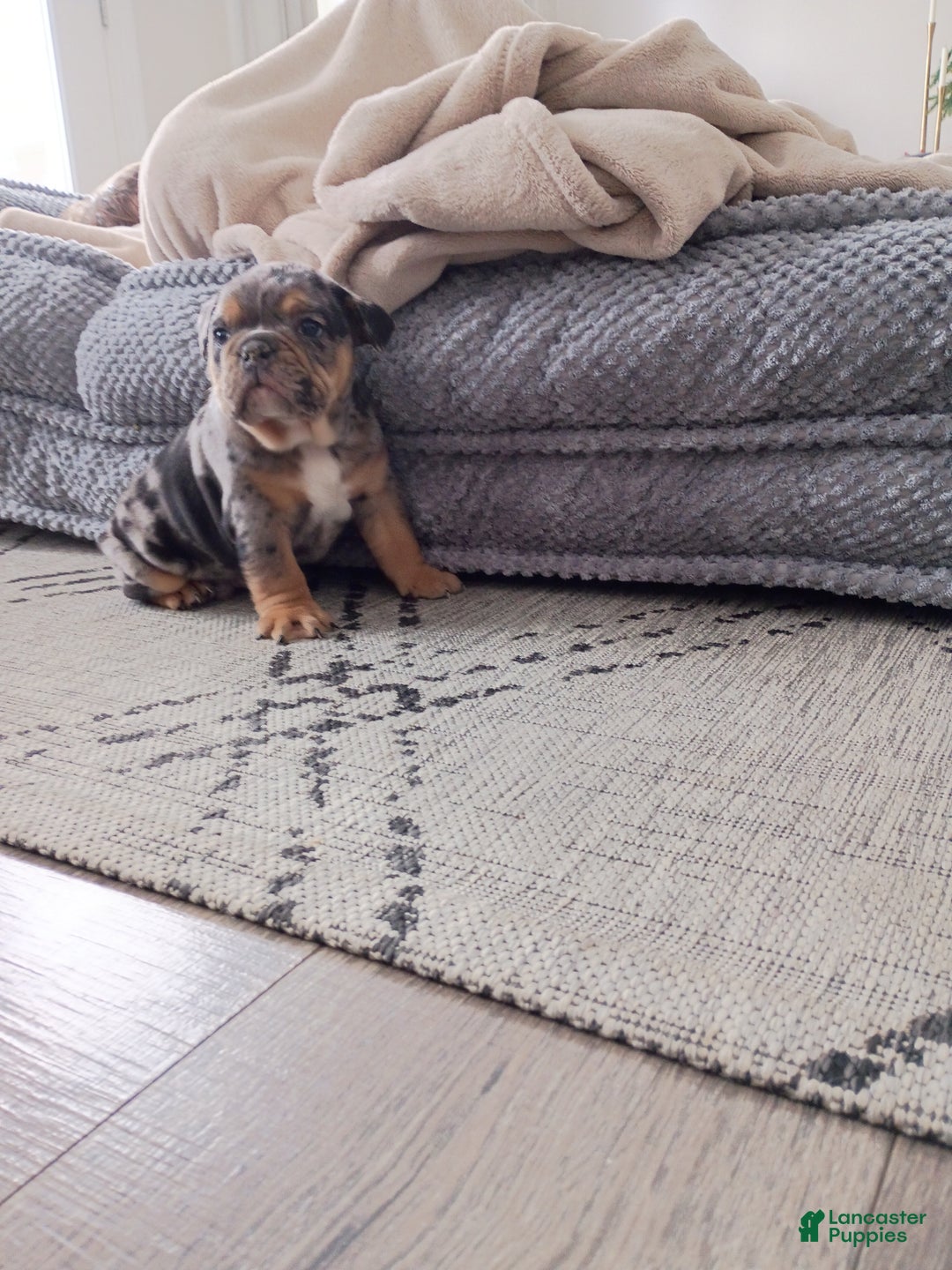 Olde English Bulldogge dogs for sale: Jackson - Ad 1