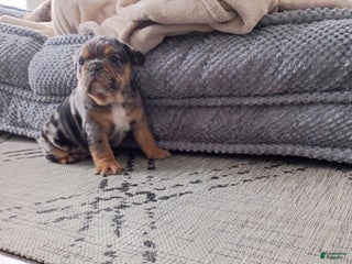 Olde English Bulldogge dogs Jackson - Ad 6