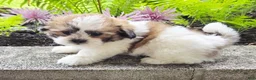 Teddy Bear dogs for sale: Shelly - Ad 3