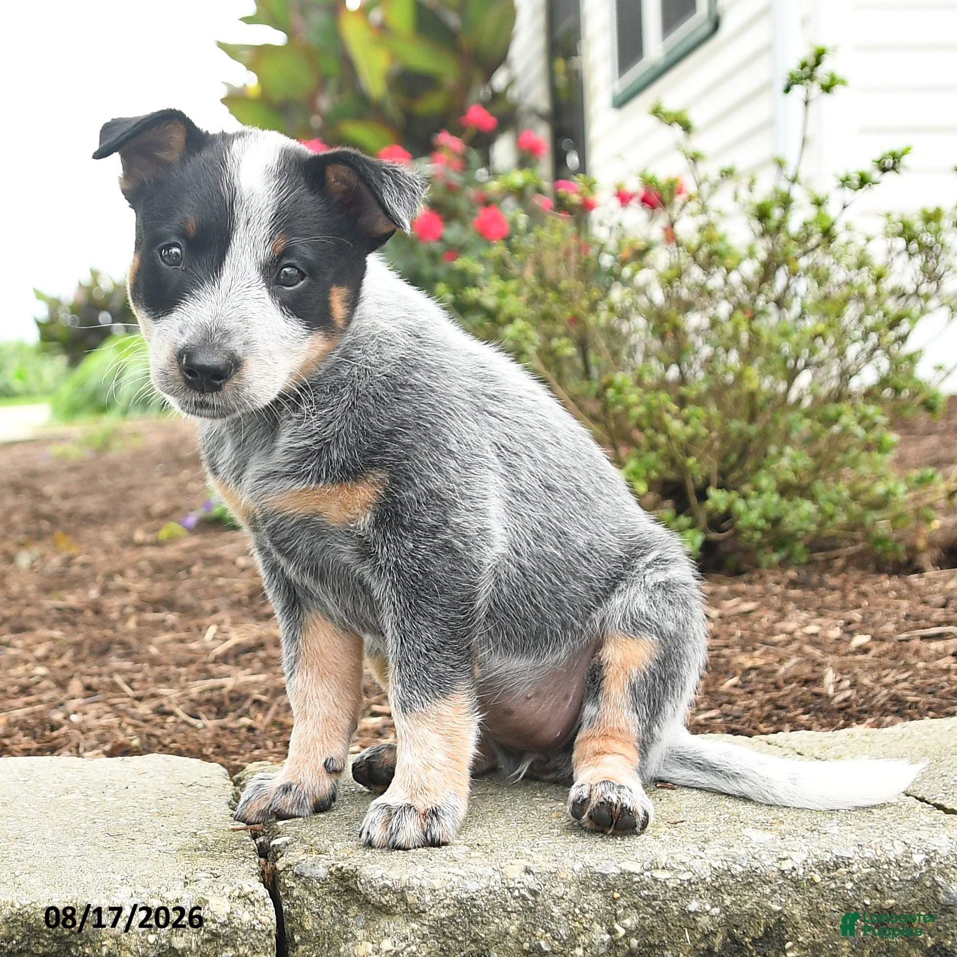 Australian Cattle Dog dogs Fable - Ad 2