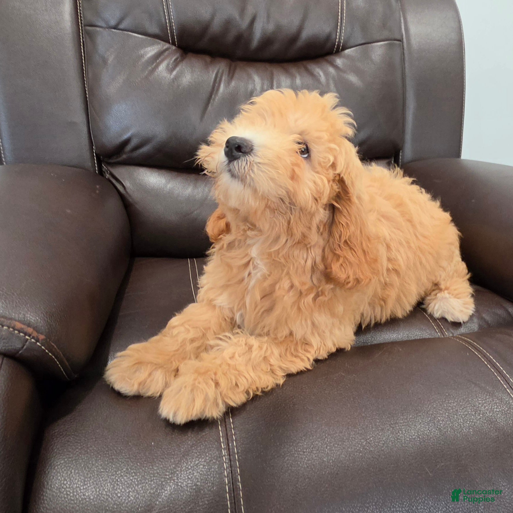 Mini Goldendoodle dogs Micro Goldendoodle 2 - Ad 2