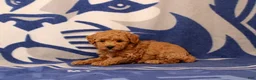 Toy Poodle dogs for sale: Frank - Ad 3