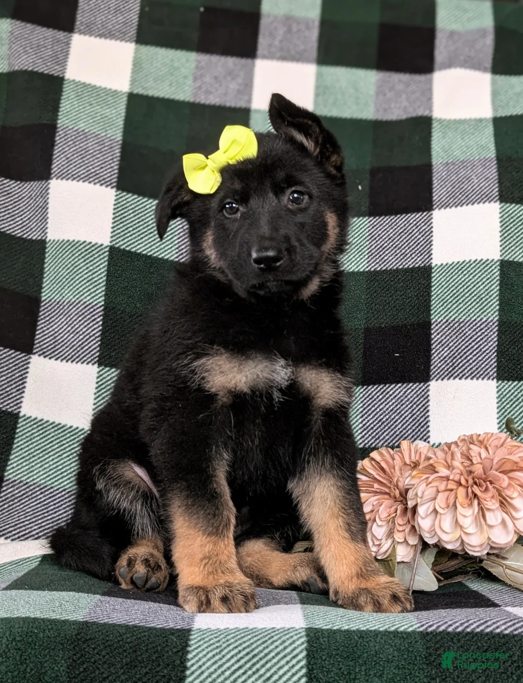 German Shepherd dogs for sale: Deidra - Ad 3