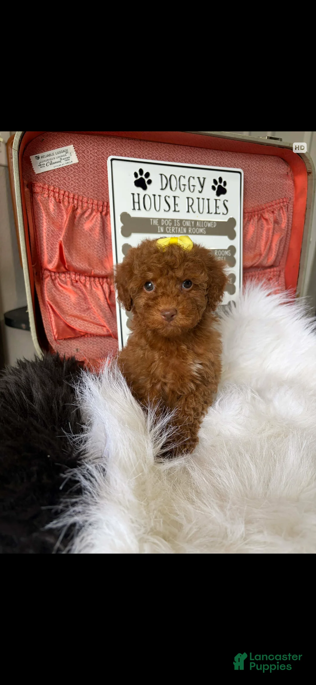 Toy Poodle dogs for sale: Akc Bred The Color Red - Ad 6