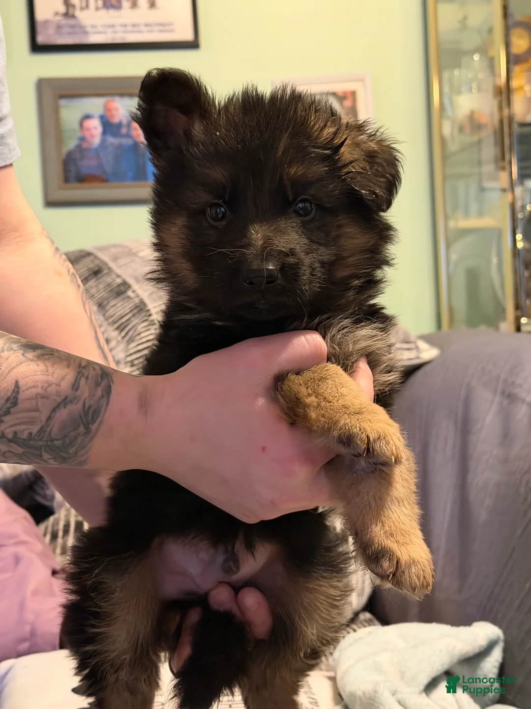 German Shepherd dogs for sale: Lh Champion bred import male - Ad 2