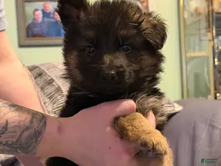 German Shepherd dogs Lh Champion bred import male - Ad 21