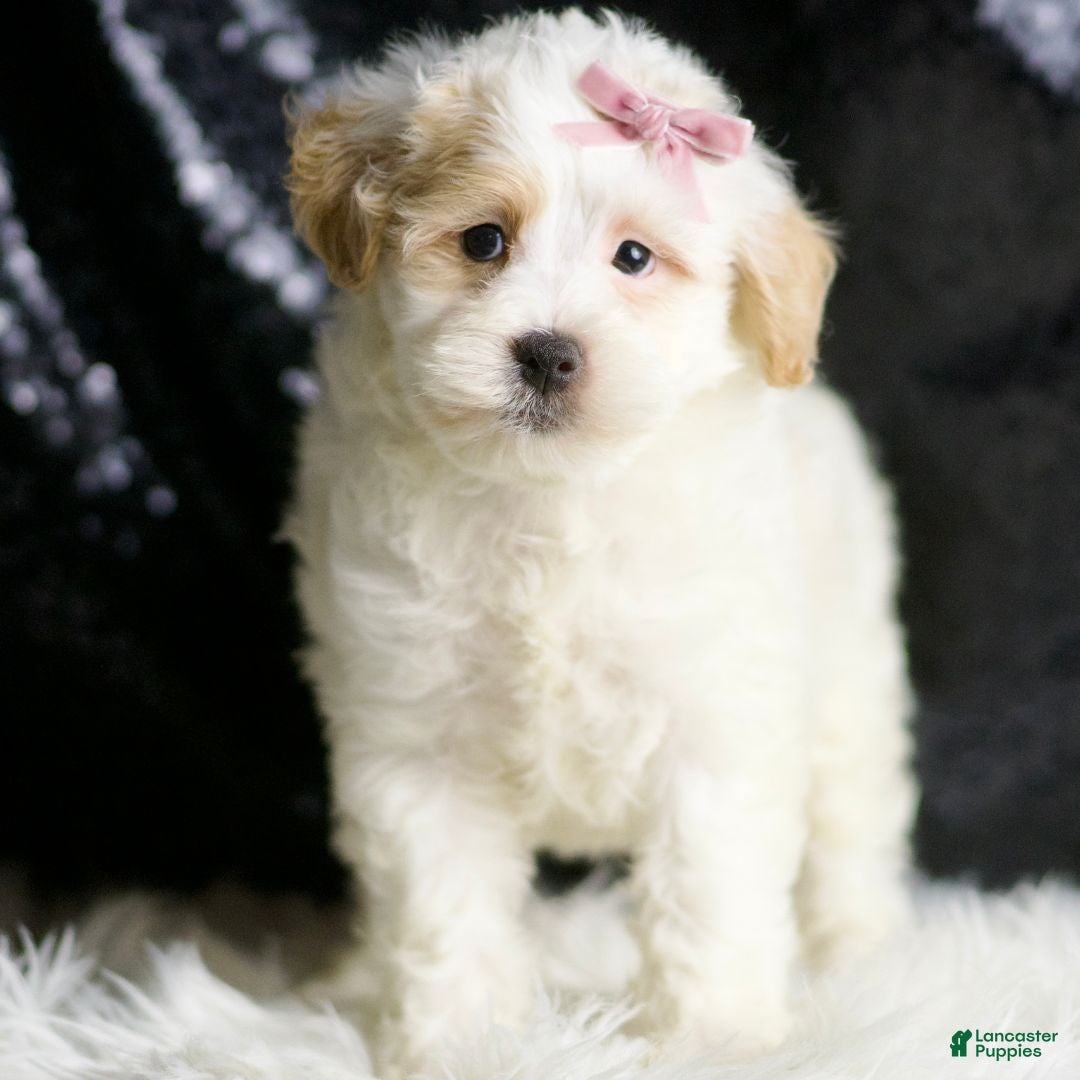 Maltipoo dogs for sale: Pumpkin - Ad 3