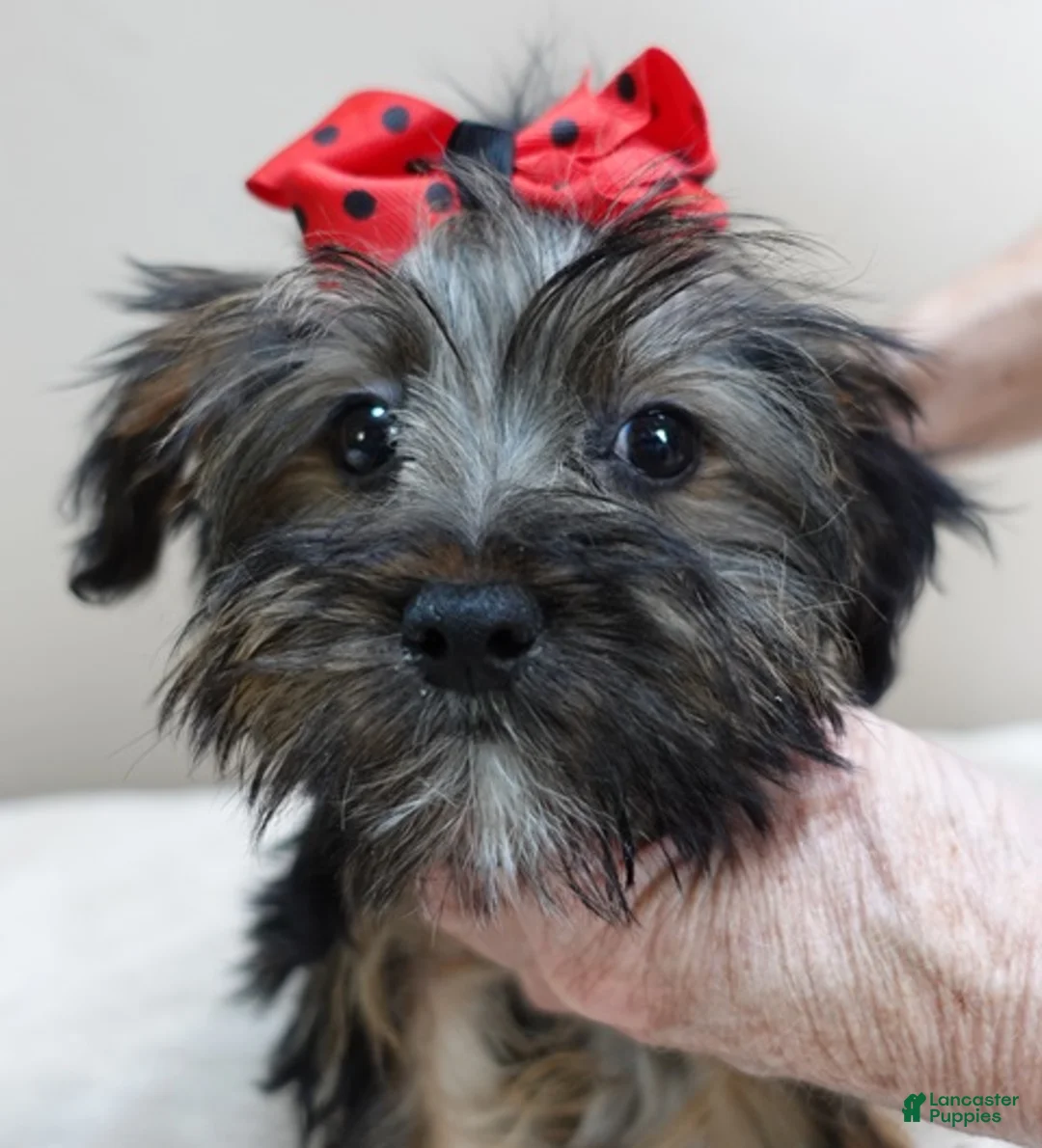 Yorkshire Terrier dogs for sale: TINY black face Bali 3 lbs 2 ozs - Ad 1