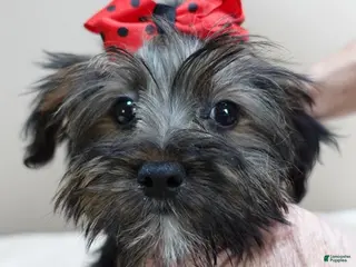 Yorkshire Terrier dogs TINY black face Bali 3 lbs 2 ozs - Ad 9