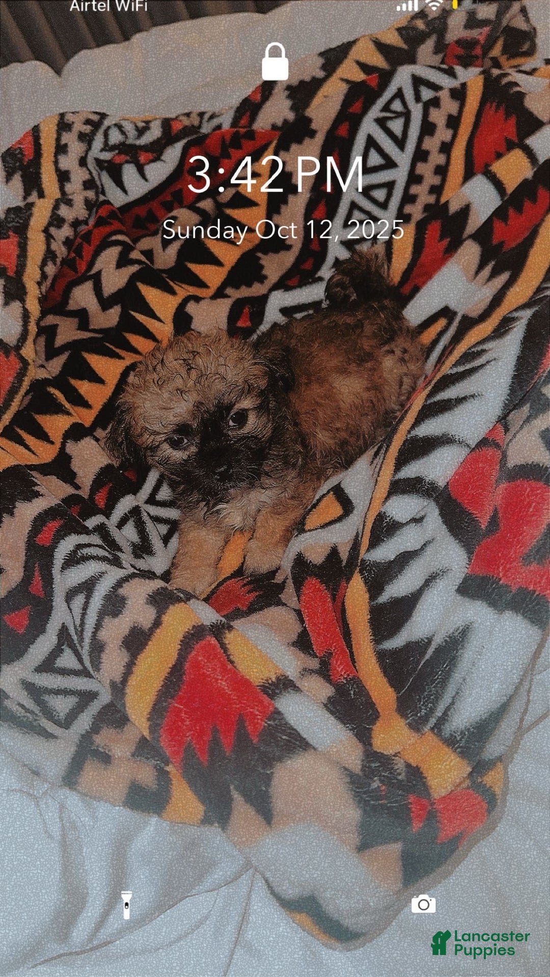 Shihpoo dogs for sale: Tiger - Ad 2