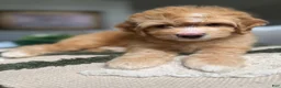 Mini Goldendoodle dogs for sale: Mini Goldendoodle 4 - Ad 4