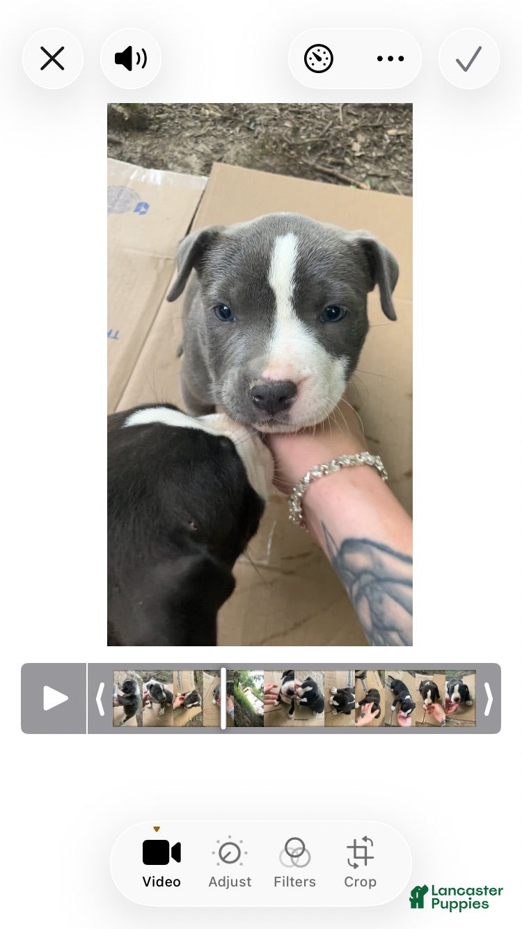 American Pit Bull Terrier dogs for sale: American Pit Bull Terrier 4 - Ad 4