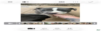 American Pit Bull Terrier 4