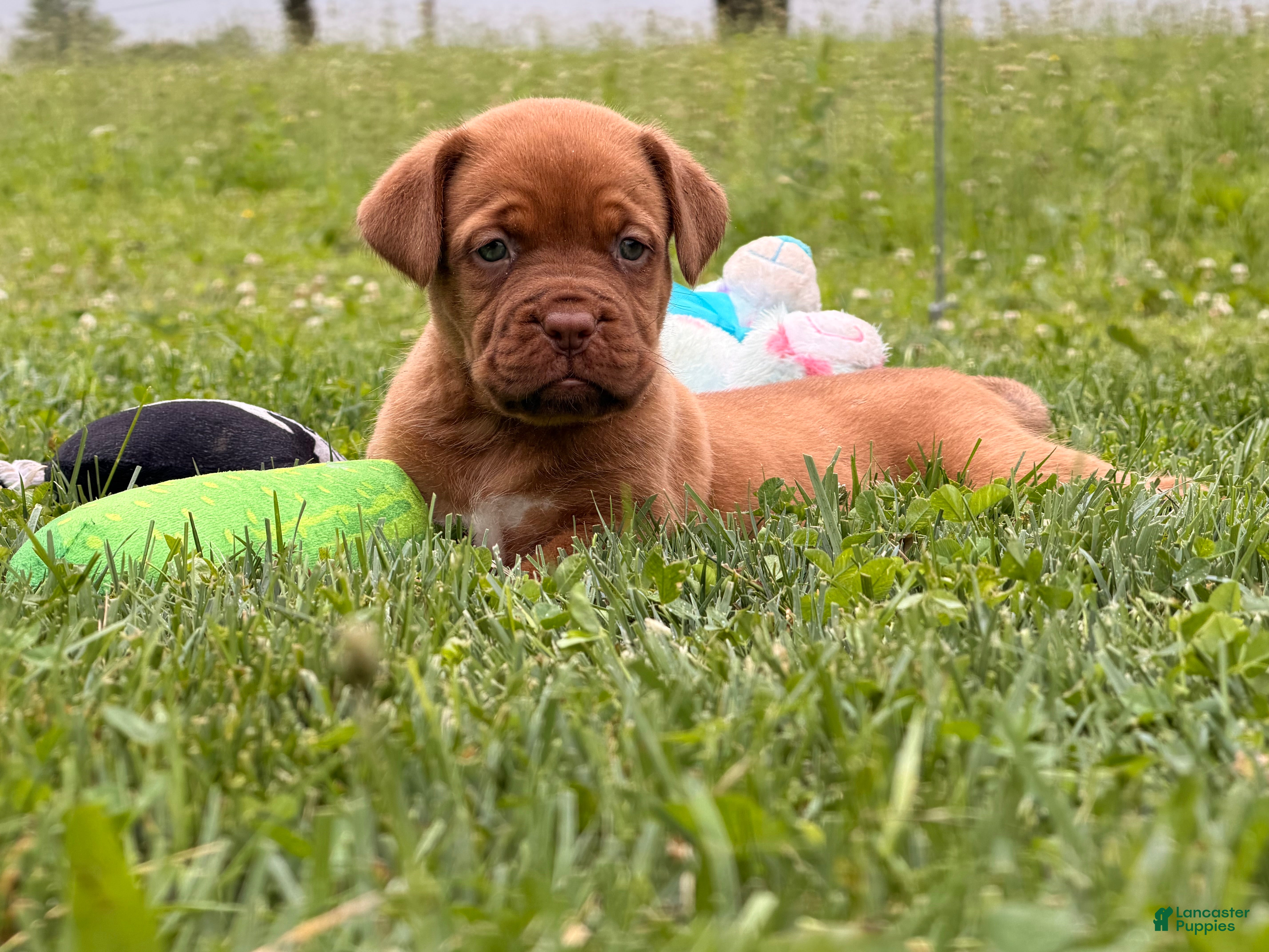 Dogue De Bordeaux dogs Becky - Ad 2