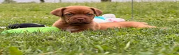 Dogue De Bordeaux dogs for sale: Becky - Ad 2