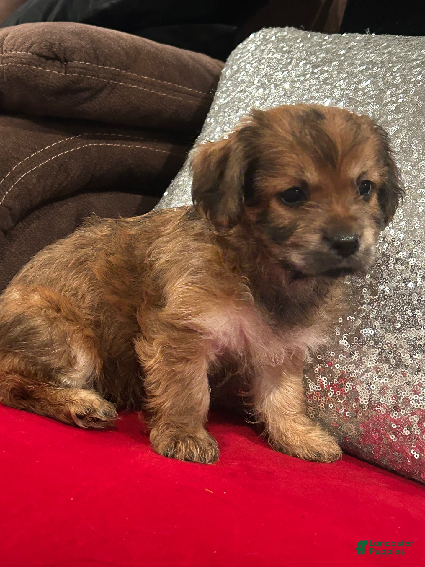 Mixed Breed dogs Mixed Breed 1 - Ad 25