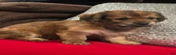 Mixed Breed dogs for sale: Mixed Breed 1 - Ad 1