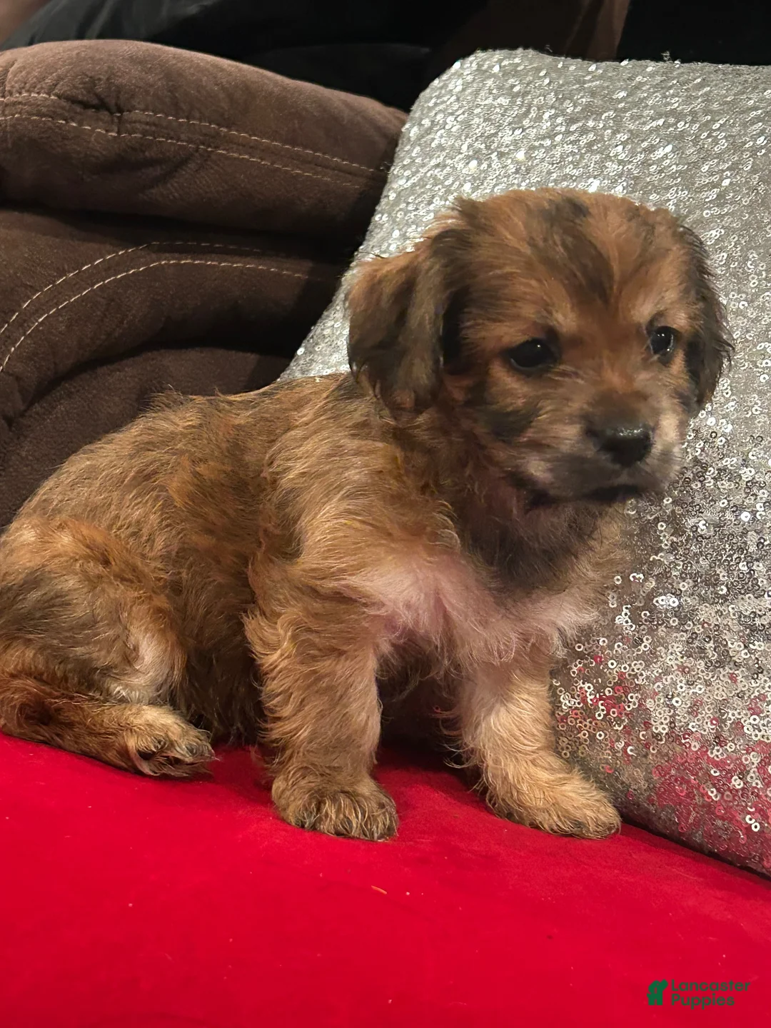 Mixed Breed dogs for sale: Mixed Breed 1 - Ad 1
