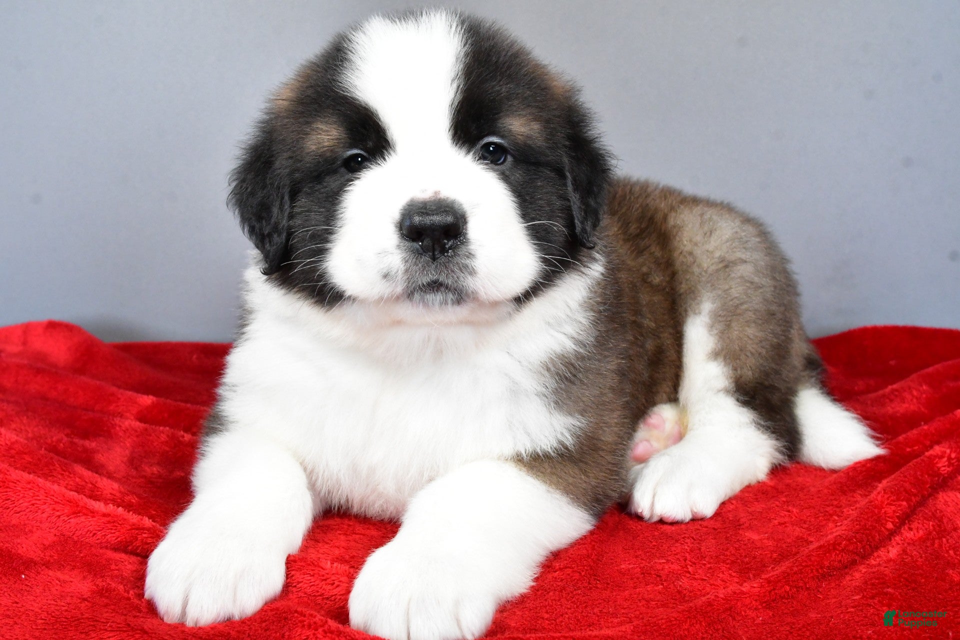 Saint Bernard dogs dakota - Ad 10
