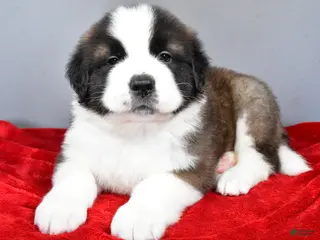Saint Bernard dogs dakota - Ad 10
