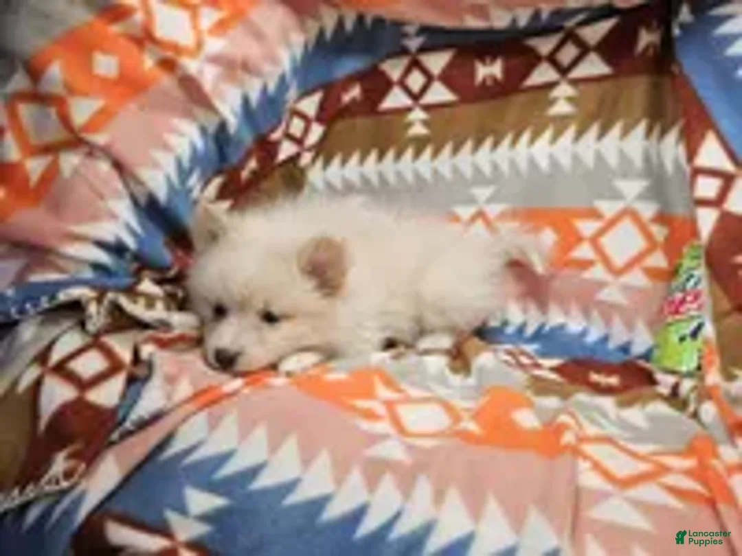 Pomeranian dogs for sale: Cherry - Ad 2