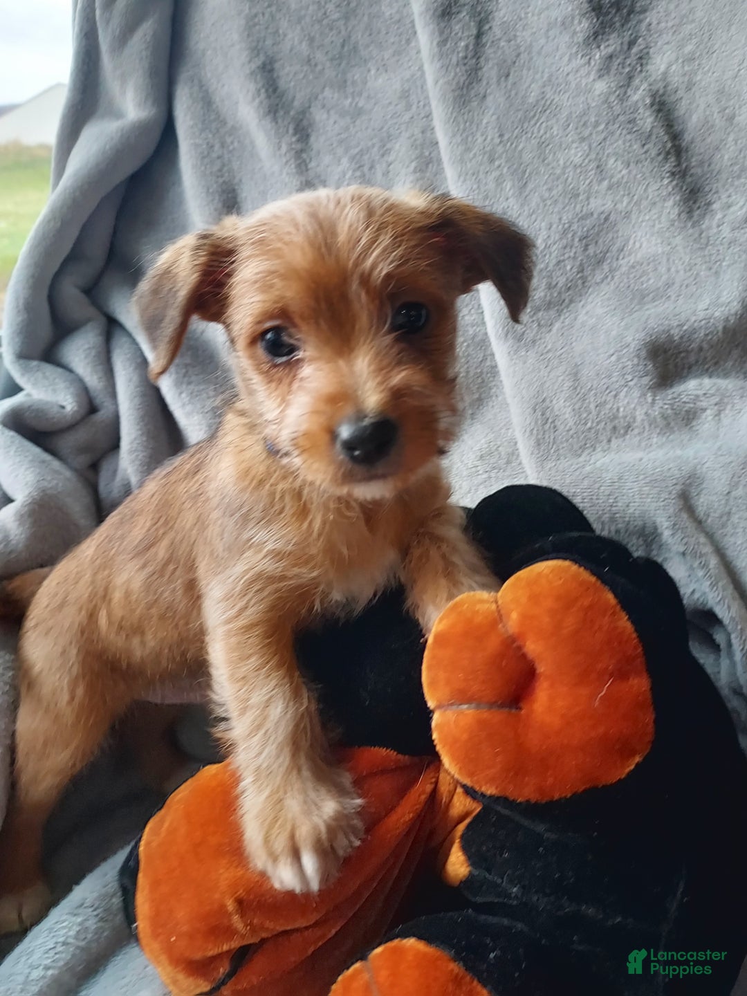 Jackapoo dogs for sale: Thomas - Ad 4