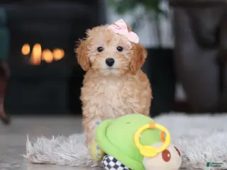 Schnoodle dogs for sale: Rosie - Ad 2