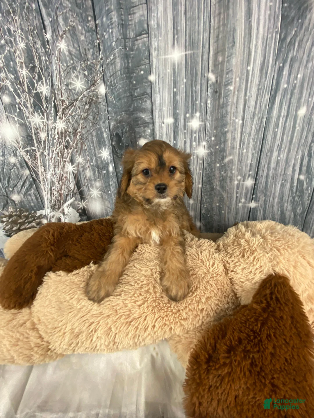 Cavapoo dogs for sale: Lady - Ad 7