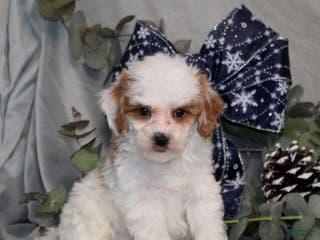 Miniature Poodle dogs Quack - Ad 8