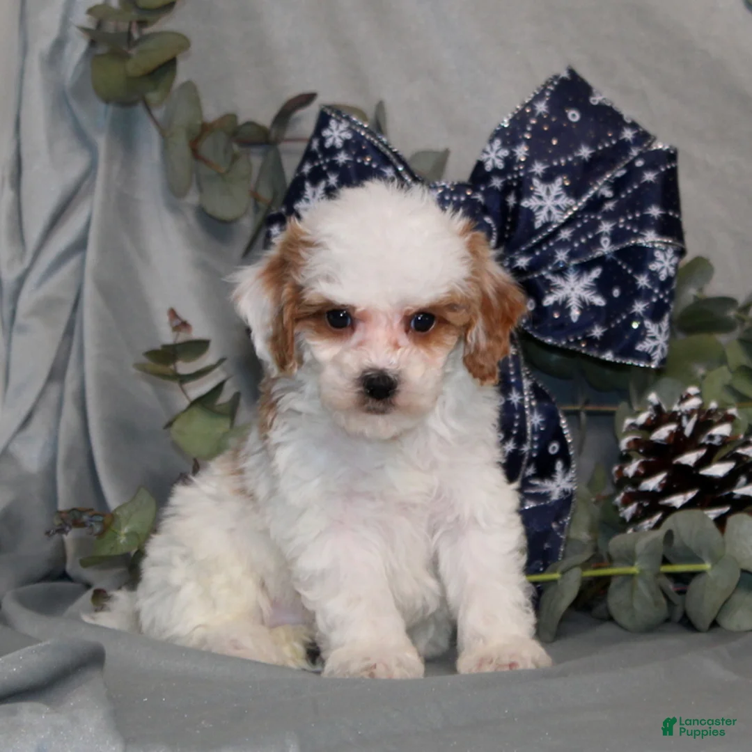 Miniature Poodle dogs for sale: Quack - Ad 1