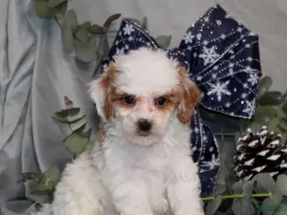 Miniature Poodle dogs Quack - Ad 19