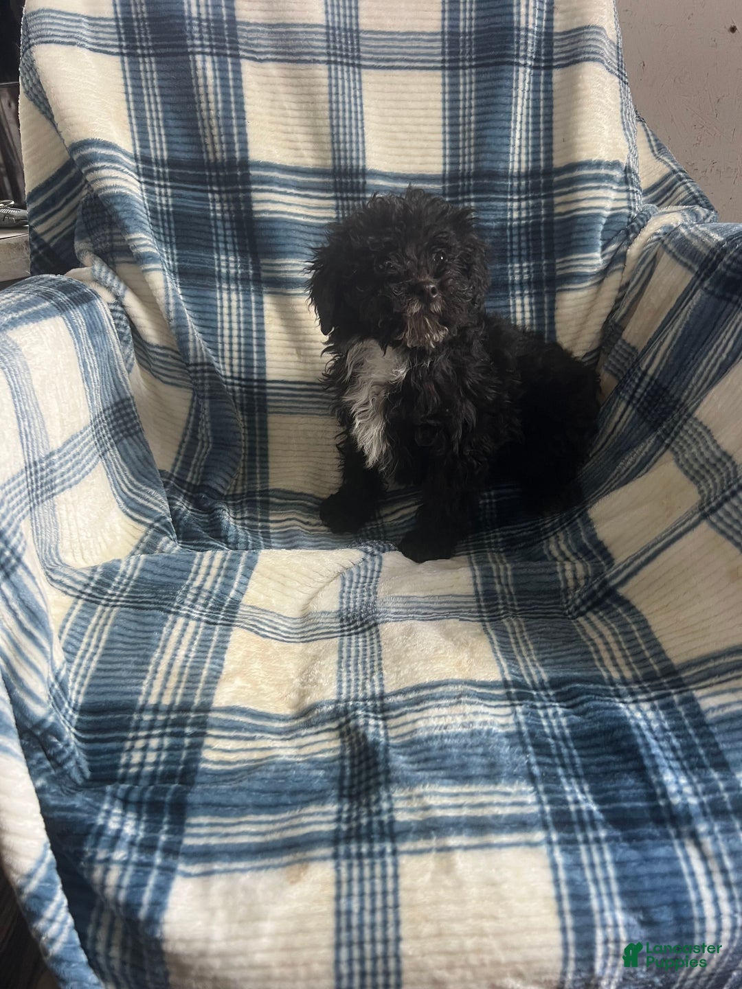 Toy Poodle dogs for sale:  Penny - Ad 5