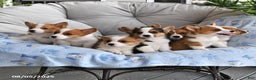 Welsh Corgi Pembroke dogs for sale: Jack - Ad 17