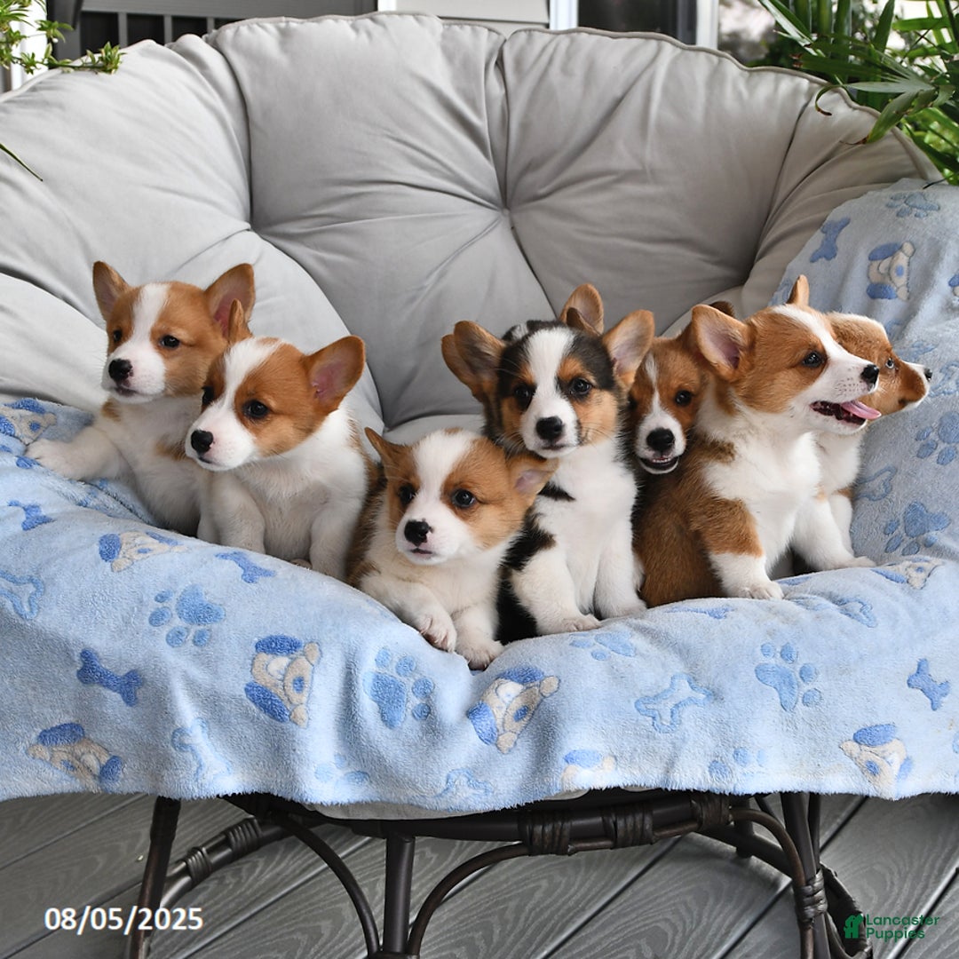 Welsh Corgi Pembroke dogs for sale: Jack - Ad 17