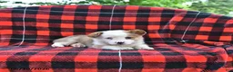 Welsh Corgi Pembroke dogs for sale: Patrick - Ad 3