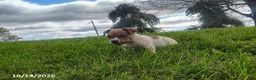 Jack Russell Terrier dogs for sale: Rascal - Ad 2