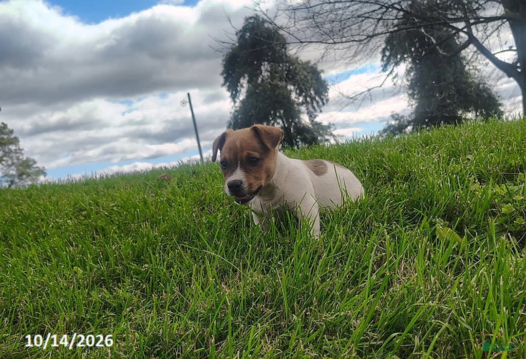Jack Russell Terrier dogs for sale: Rascal - Ad 2