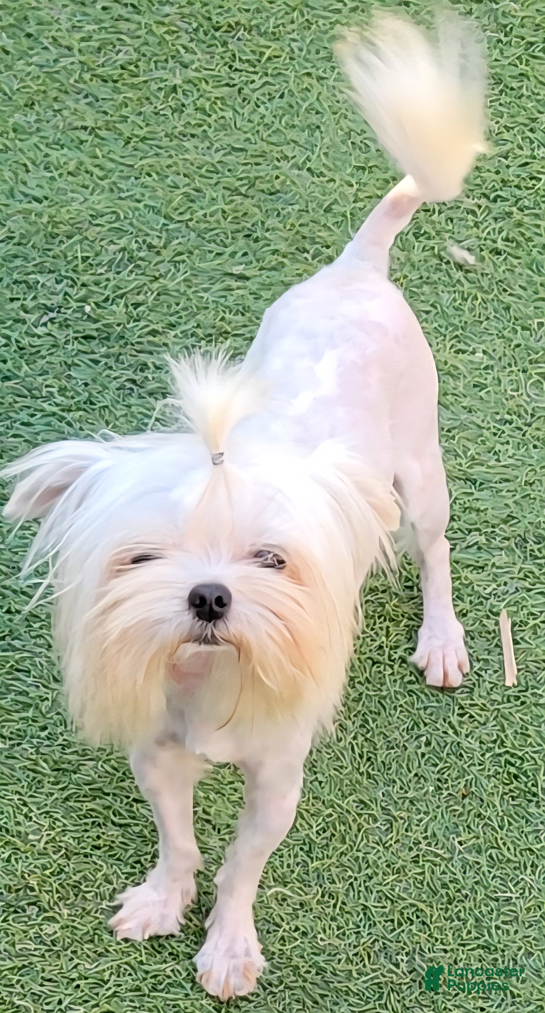 Maltese dogs Casper - Ad 1