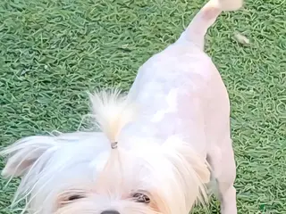 Maltese dogs Casper - Ad 14