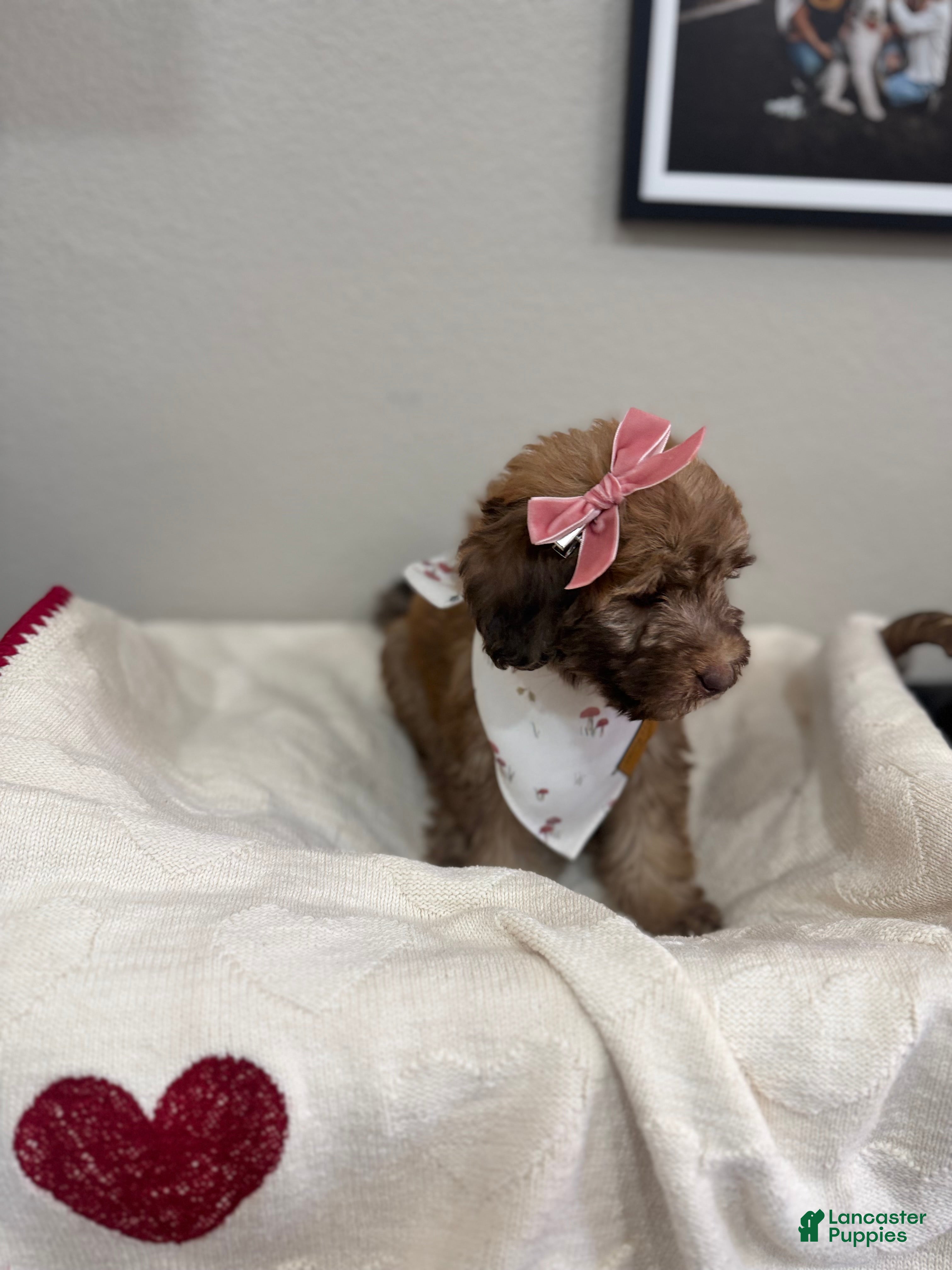 Mini Bernedoodle dogs Mini Bernedoodle Muffin-Rose Collar - Ad 1