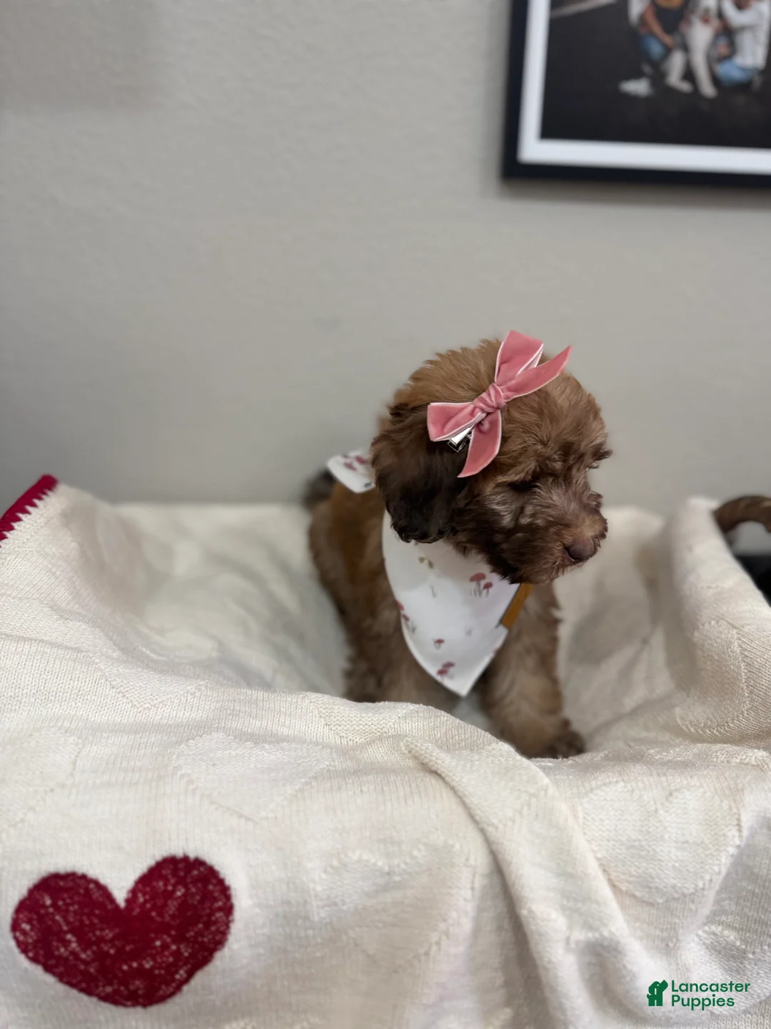 Mini Bernedoodle dogs for sale: Mini Bernedoodle Muffin-Rose Collar - Ad 1