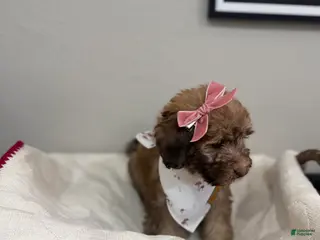 Mini Bernedoodle dogs for sale: Mini Bernedoodle Muffin-Rose Collar - Ad 3